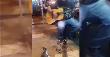 4 Kittens Listen To Street Musician That Everyone Else Ignored