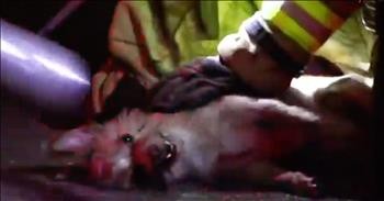 Firefighters Revive Dog Using CPR