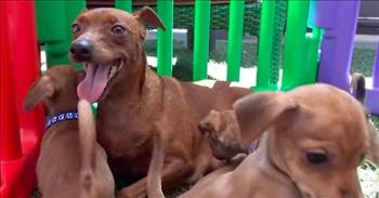 Hope For Paws Rescues Pregnant Dog Living On The Streets