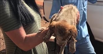 Dying Puppy On Roadside Receives Care At Chimpanzee Sanctuary