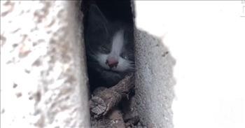 Trapped Kitten Rescued From Between Stone Walls