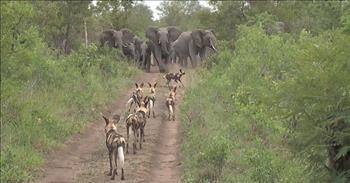 Elephants Rush To Protect Babies From Wild Dog Attack