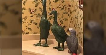 Precious Parrot Gives Duck Statue A Kiss