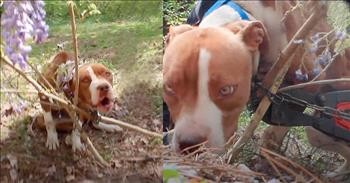 Abandoned Pitbull Chained To Tree Gets Beautiful Rescue