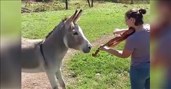 Owner Plays The Violin For A Donkey And He's Mesmerized