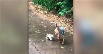 Dog Rescues Abandoned Kitten In Pouring Rain