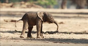 Newborn Elephant Takes Very First Steps