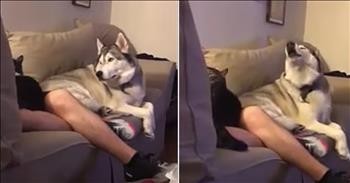 Husky Gets Jealous When Owner Pets The Cat
