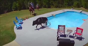 Cow On The Loose Takes A Dip In Neighbor's Pool