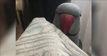 Funny Parrot Plays Peek-A-Boo With Owner