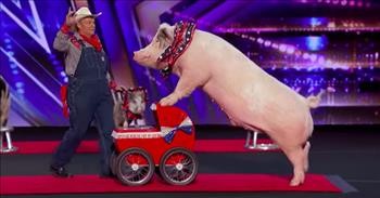 Trained Pigs Pork Chop Revue Bring The Laughs On America's Got Talent
