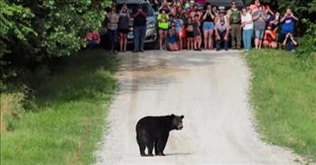 Bruno The Bear Walks 400 Miles Cross Country Searching for Love