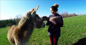 Baby Goat And Donkey Are Adorable Best Friends
