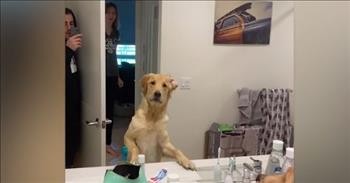 Dog Adorably Confused by Mirror While Playing Hide-And-Seek
