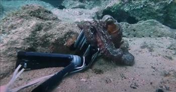 Curious Baby Octopus Steals A Man's Camera