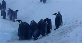 Camera Crew Breaks The Rules To Save Trapped Penguins