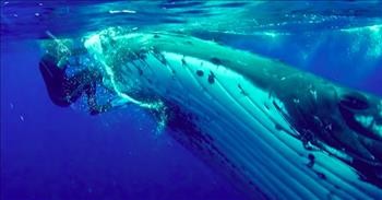 Whale Saves Unsuspecting Diver From Approaching Tiger Shark