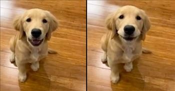 Golden Retriever Puppy Adorably Learns How To Whisper