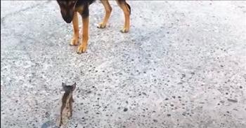 Loving Dog Becomes Adopted Mom To Stray Cat