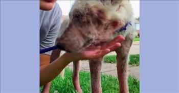 Furless Puppy Mistaken For Coyote Transforms Into Loving Companion