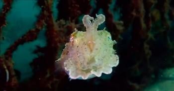 Mesmerizing Cuttlefish Changes Shape And Color