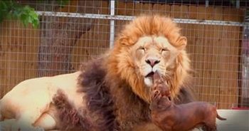 Rescue Lion And Dachshunds Have The Most Unusual Friendship