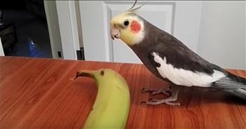 Funny Bird Sings 'If You're Happy And You Know It'