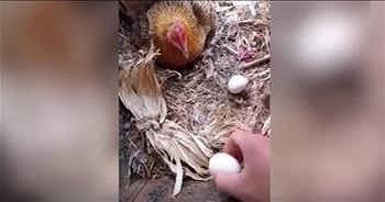 Farmer's Hilarious Tactics To Retrieve Chicken Eggs Go Viral