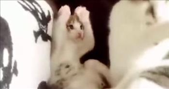 Adorable Kitten Copies His Momma