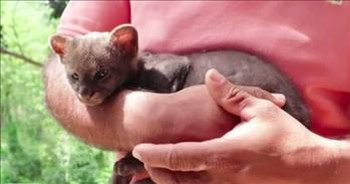 Farmer Rescues Baby 'Kitten' That Is Actually A Cougar