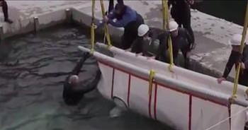 2 Beluga Whales Get Rescued And You Can See just How Much It Means To Them