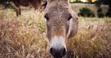 What is the Meaning Behind Jesus Riding a Donkey?