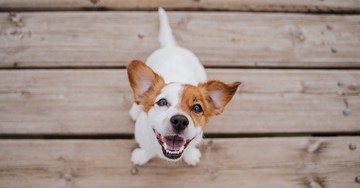 6 Lessons My Dog Has Taught Me about God