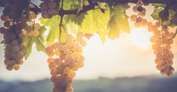 I Am the Vine: A 4-Week Bible Study on Staying Rooted in Christ