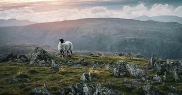 What Is Jesus’ Message in the Parable of the Lost Sheep?