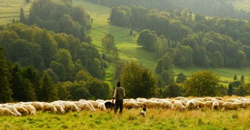 Pray Psalm 23 into Your Life with These 7 Uplifting Reflections