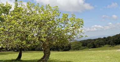 Parable of The Fig Tree