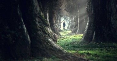 Let Jesus Be Your Guide When You Are Lost in the Woods