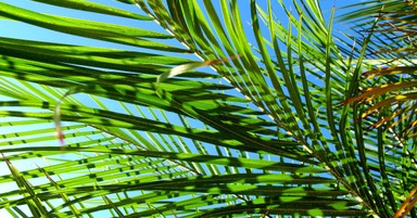 What Is Palm Sunday? - Bible Story and Meaning Today