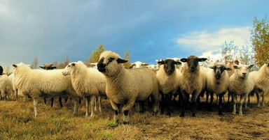 The Good Shepherd