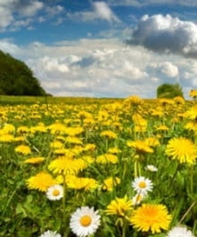 Dandelions of Depravity