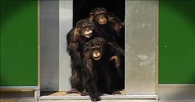 Chimps In Captivity For Years Finally See The Sun 
