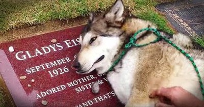 Heartbroken Dog Cries On Owner’s Grave