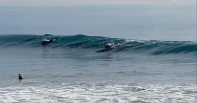 Pod of Dolphins Swim with Surfers--Amazing!