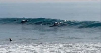 Pod of Dolphins Swim with Surfers--Amazing! 