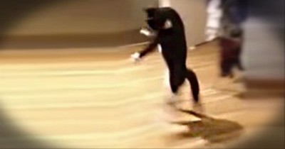15 Seconds Into This Cat Video, You'll Laugh SO Hard 