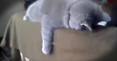 Silly Kitties Sleep in the Funniest Positions! 