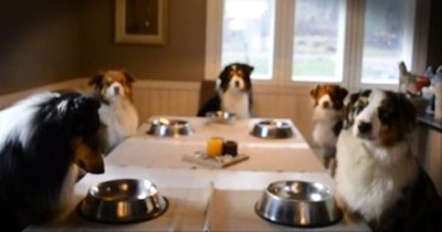 Family of Adorable Dogs Say Grace Before Eating - AMEN, Puppies 
