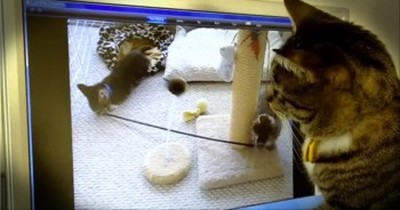 Cat Thinks Kittens on Computer are Real and Tries to Find Them! 