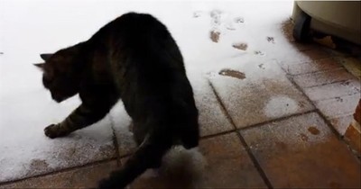 Cute Southern Kitty's Hilarious Reaction to Experiencing Her First Snow
